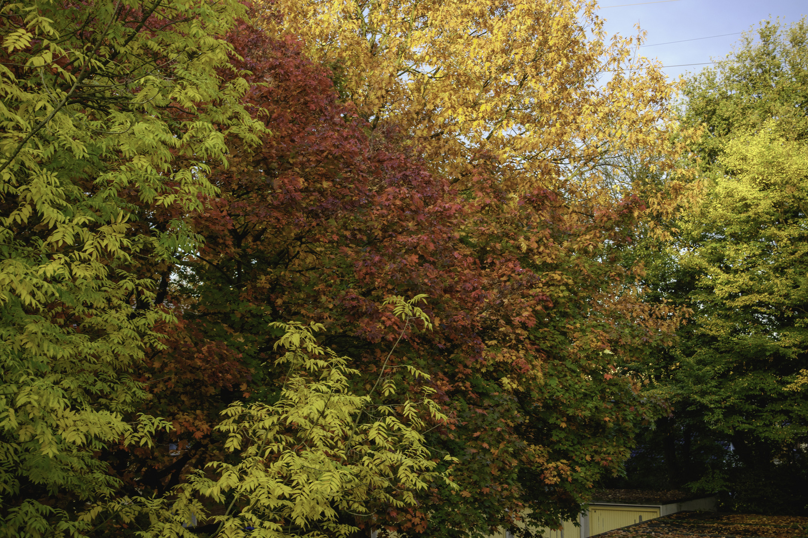 Autumnal colour opera