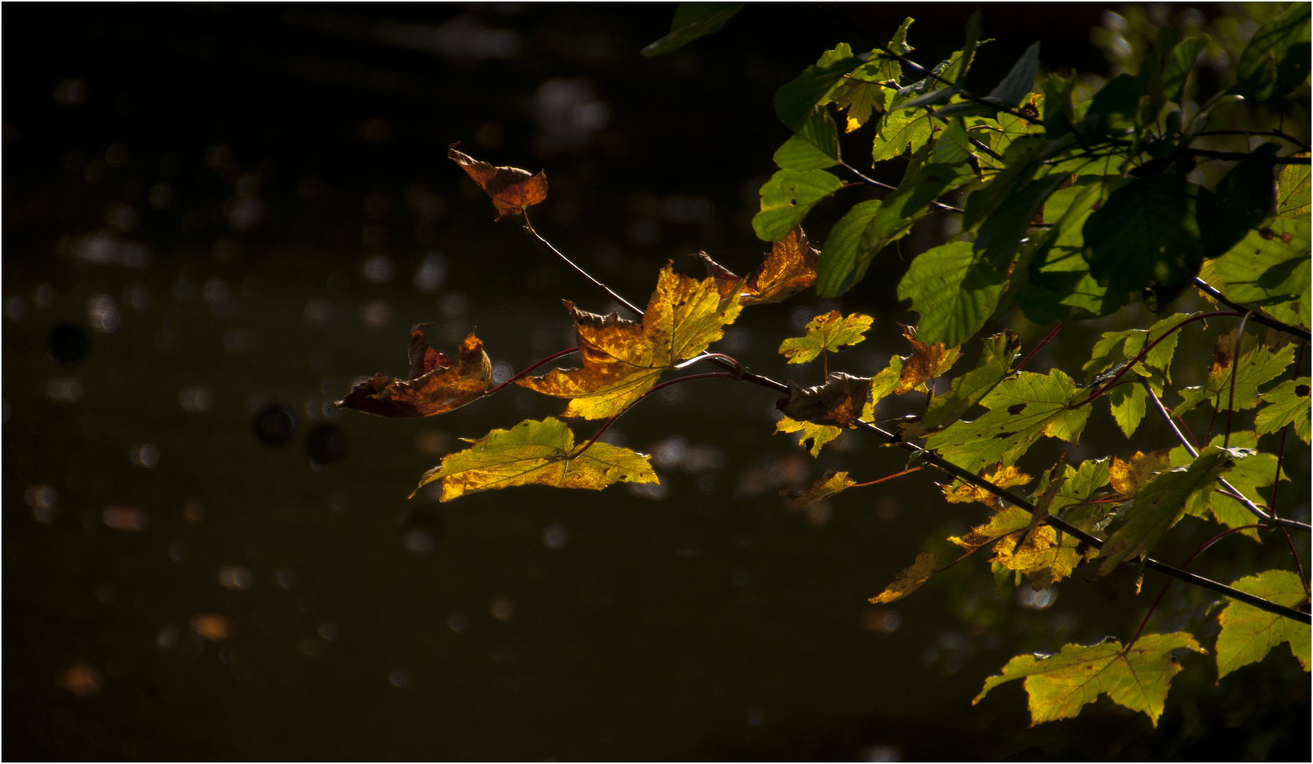 Autumnal colours