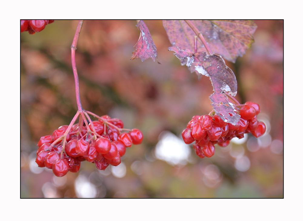 Autumnal colours