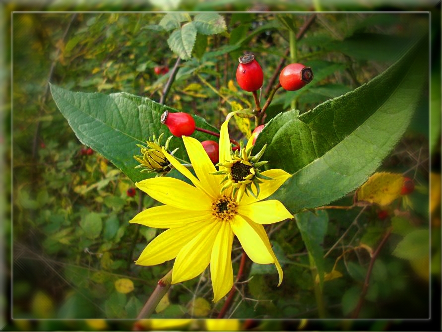 Autumnal colours in garden