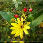 Autumnal colours in garden