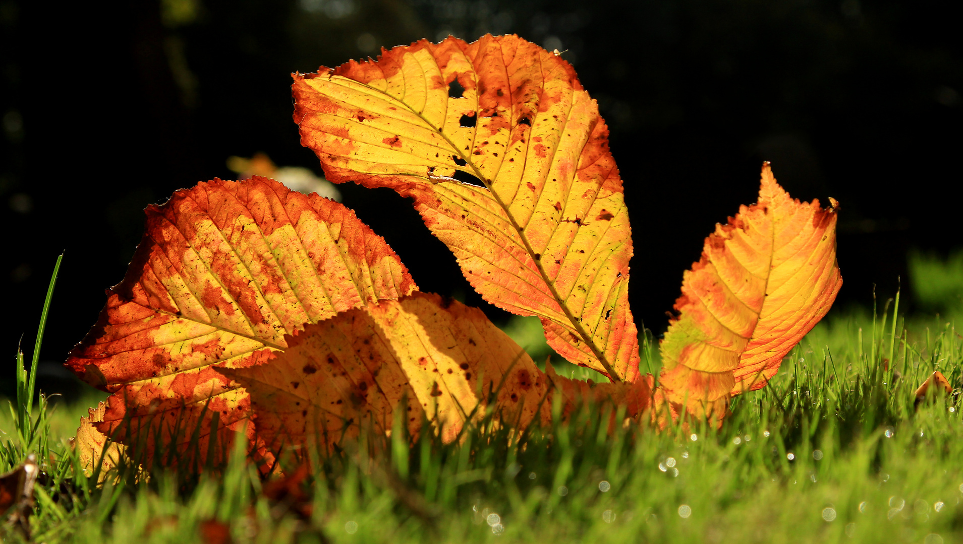 Autumnal Delights