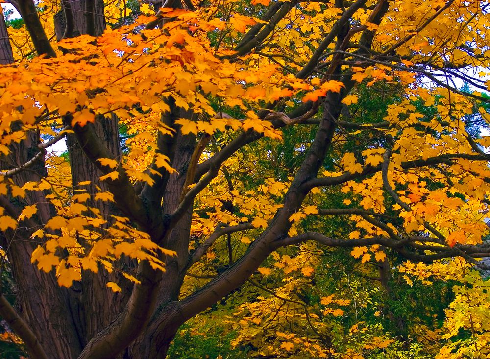 autumnal detail - the maple