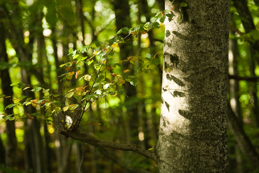 autumnal forest.