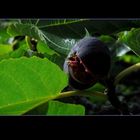 Autumnal fruit