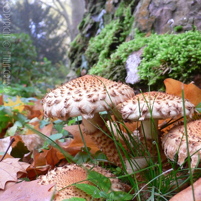 autumnal fruits