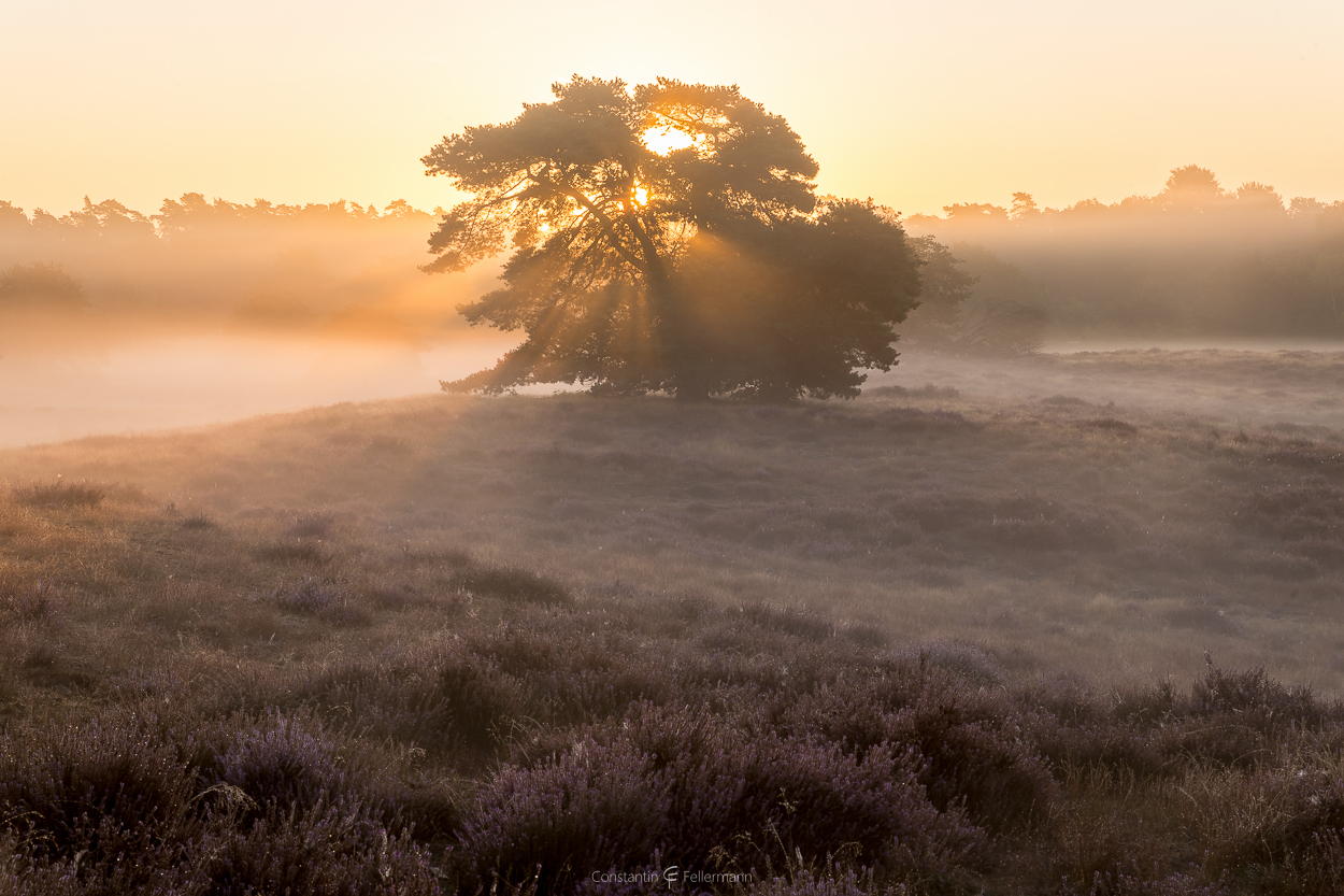 Autumnal God Rays