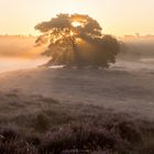 Autumnal God Rays