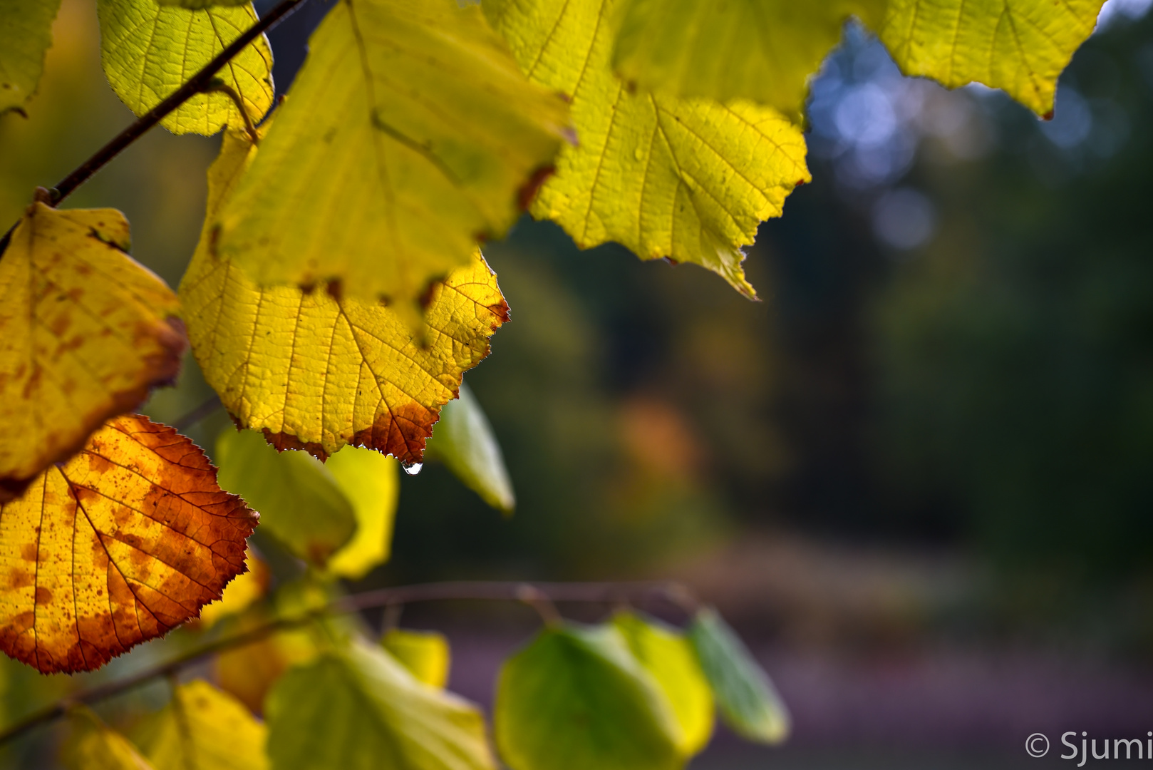 Autumnal impression