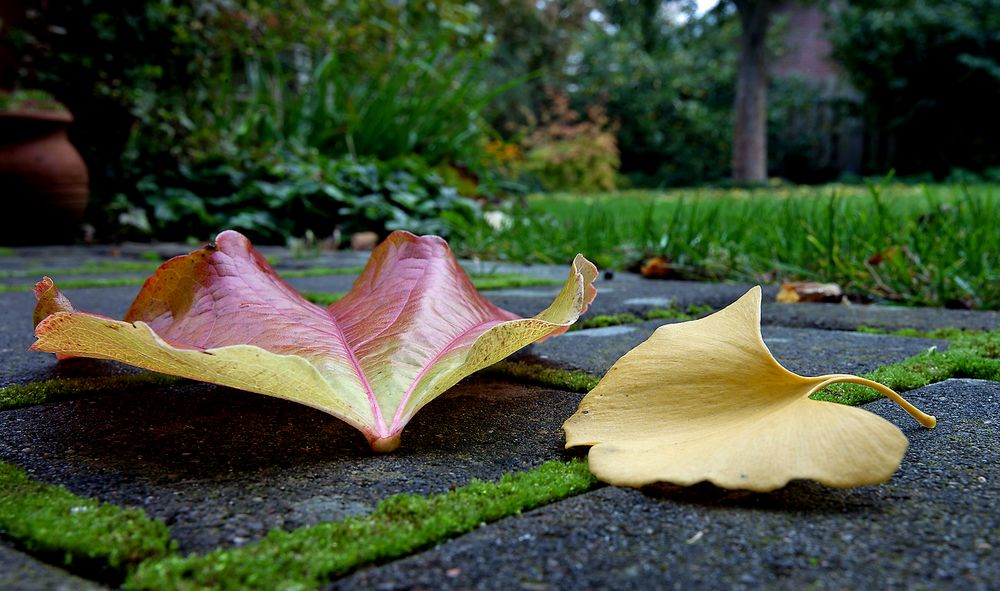 *autumnal leaves*