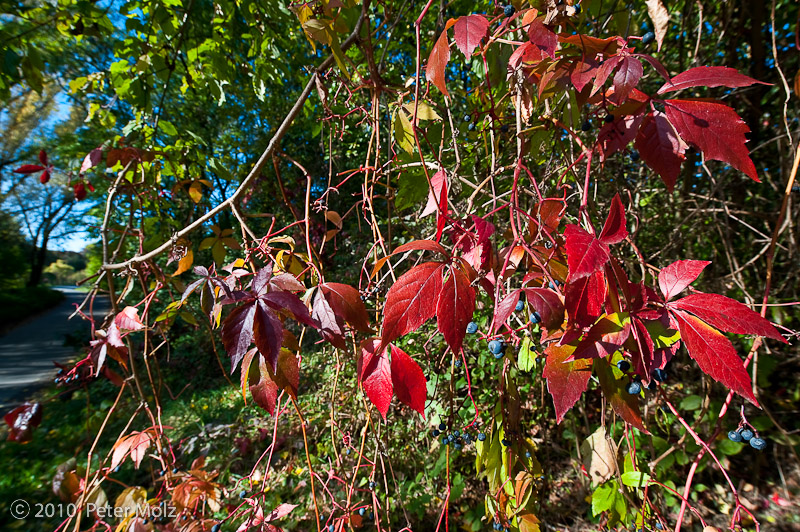Autumnal mood / Herbstliche Stimmung / October 2010