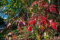 Autumnal mood / Herbstliche Stimmung / October 2010