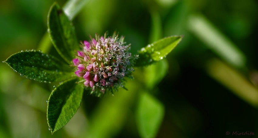 Autumnal morning dew