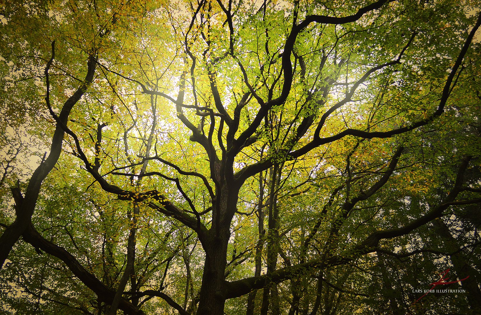 Autumnal Oak Silhouette