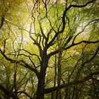 Autumnal Oak Silhouette