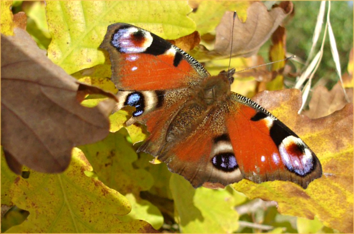 Autumnal Peacock butterfly