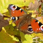 Autumnal Peacock butterfly