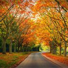 autumnal road