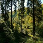 Autumnal shades in the forest.