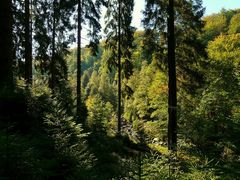 Autumnal shades in the forest.