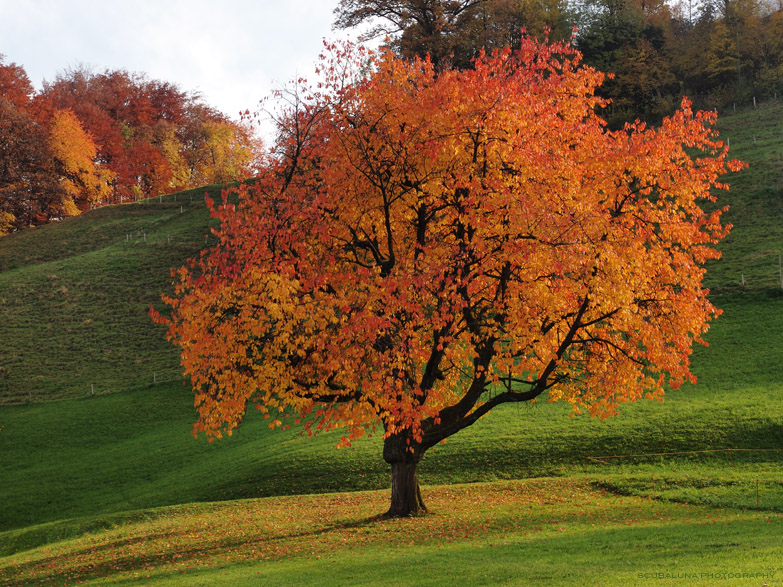 autumnal tints