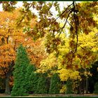 Autumnal trio