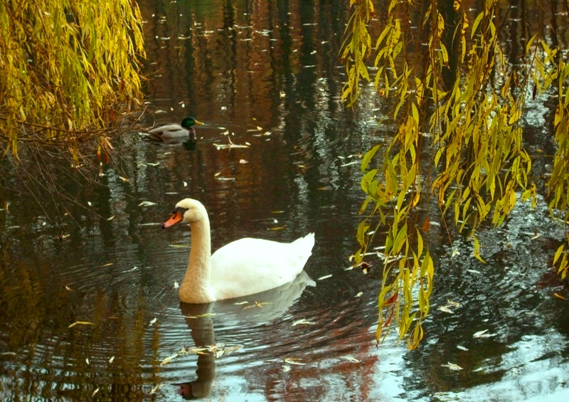 Autumnal view