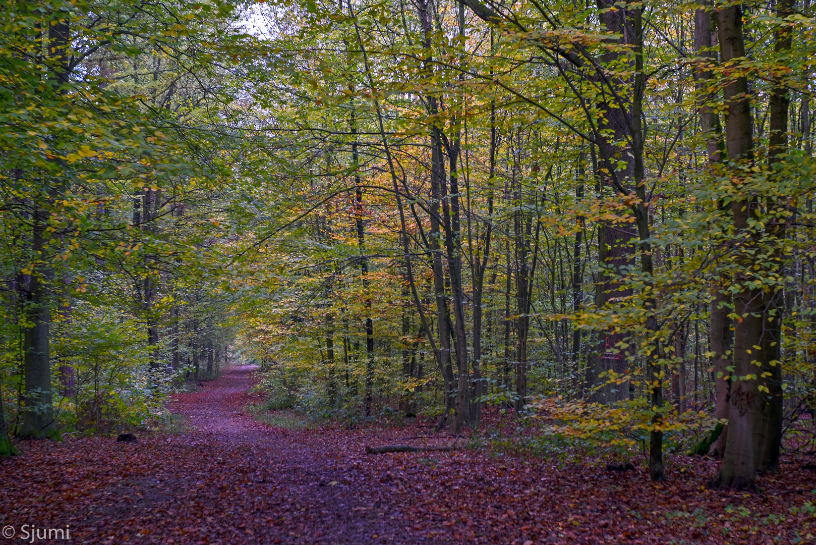 Autumnal walk