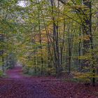 Autumnal walk