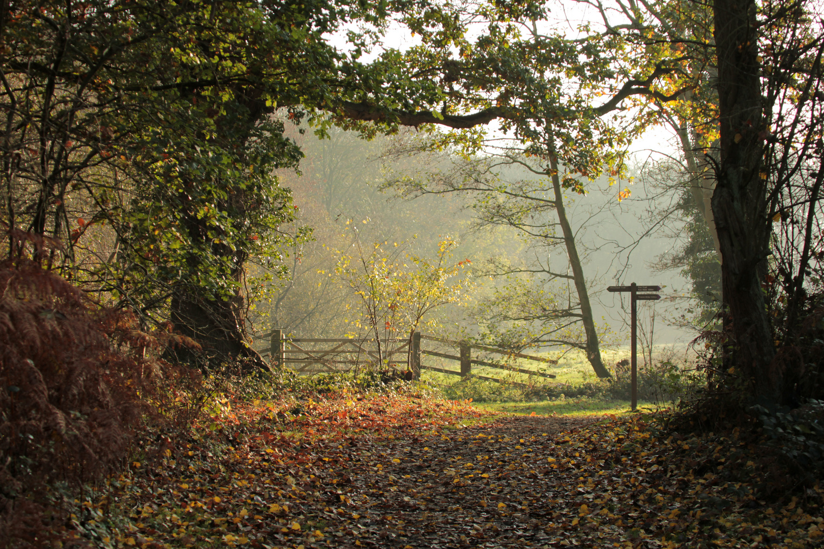 Autumnal Walk