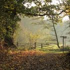 Autumnal Walk