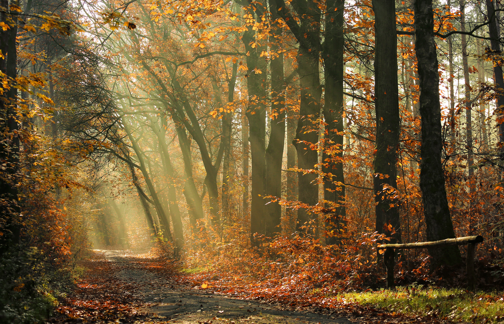 autumnal wonderland