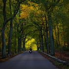 AutumnBiker