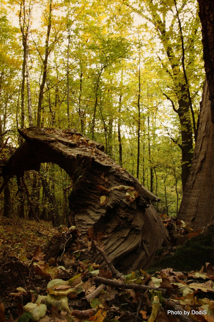 Autumn_Broken_Tree