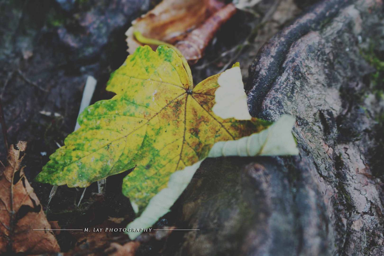 autumn_leaf