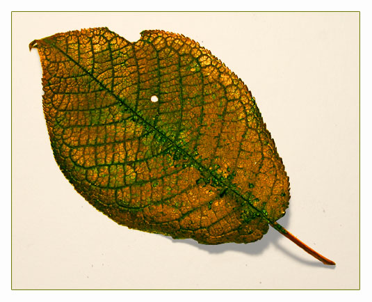 Autumnleaf on canvas