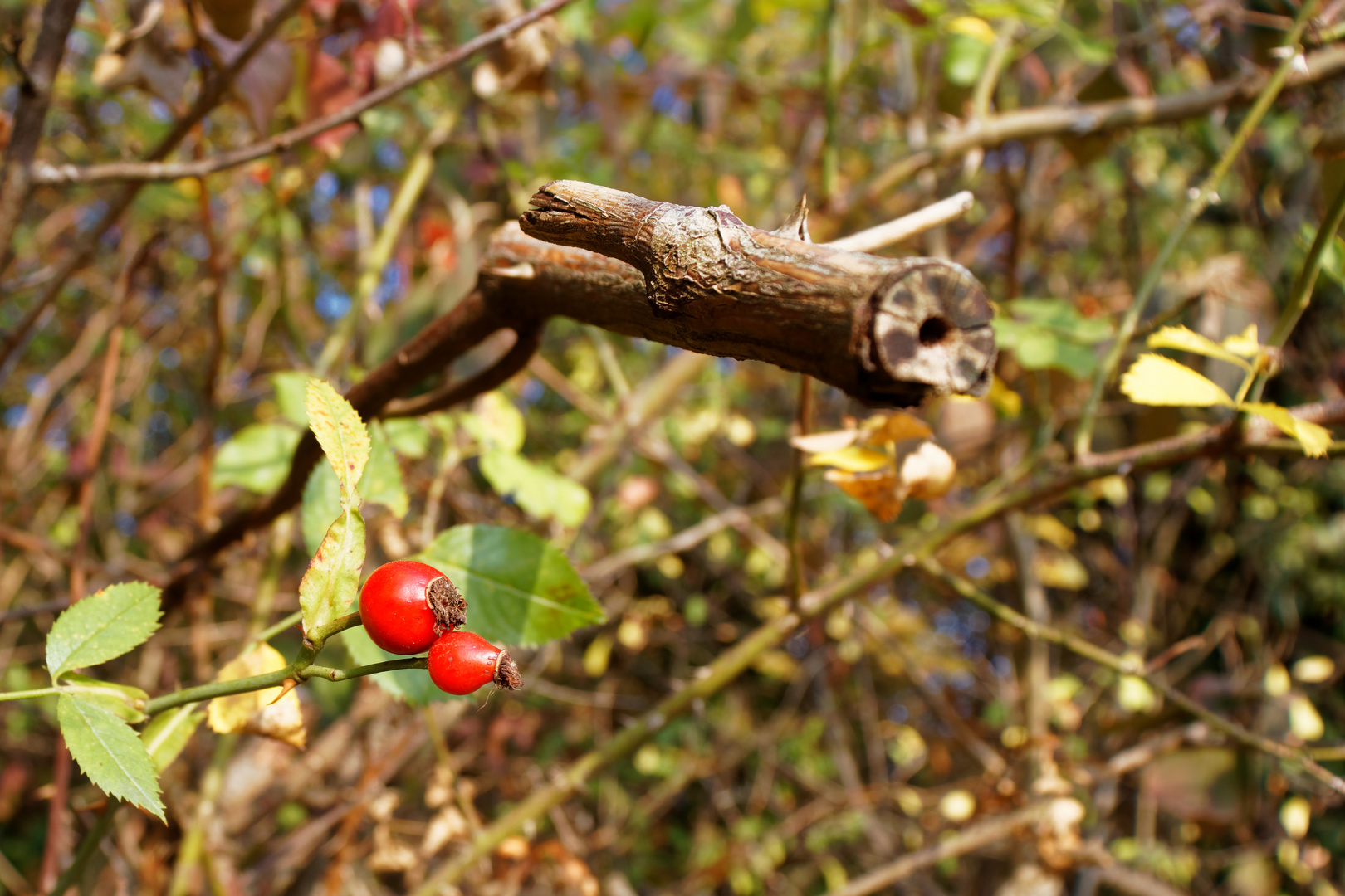 autumn_old_new