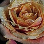 ~autumn*rose~