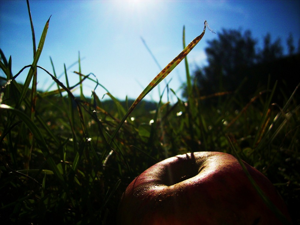 Autumn's apple