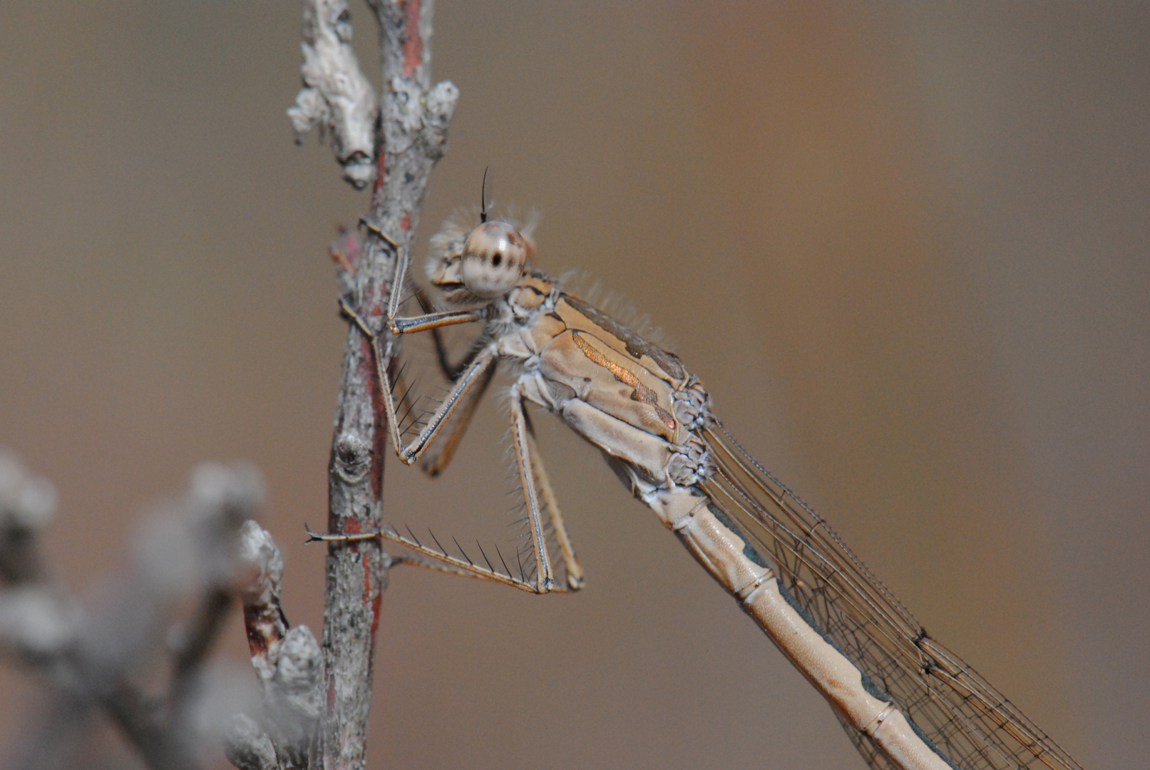 ~ Autumn's Coffee Creme ~ (Sympecma paedisca, w)