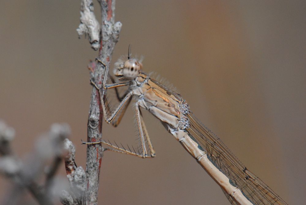 ~ Autumn's Coffee Creme ~ (Sympecma paedisca, w)