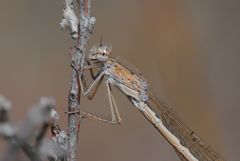 ~ Autumn's Coffee Creme ~ (Sympecma paedisca, w)