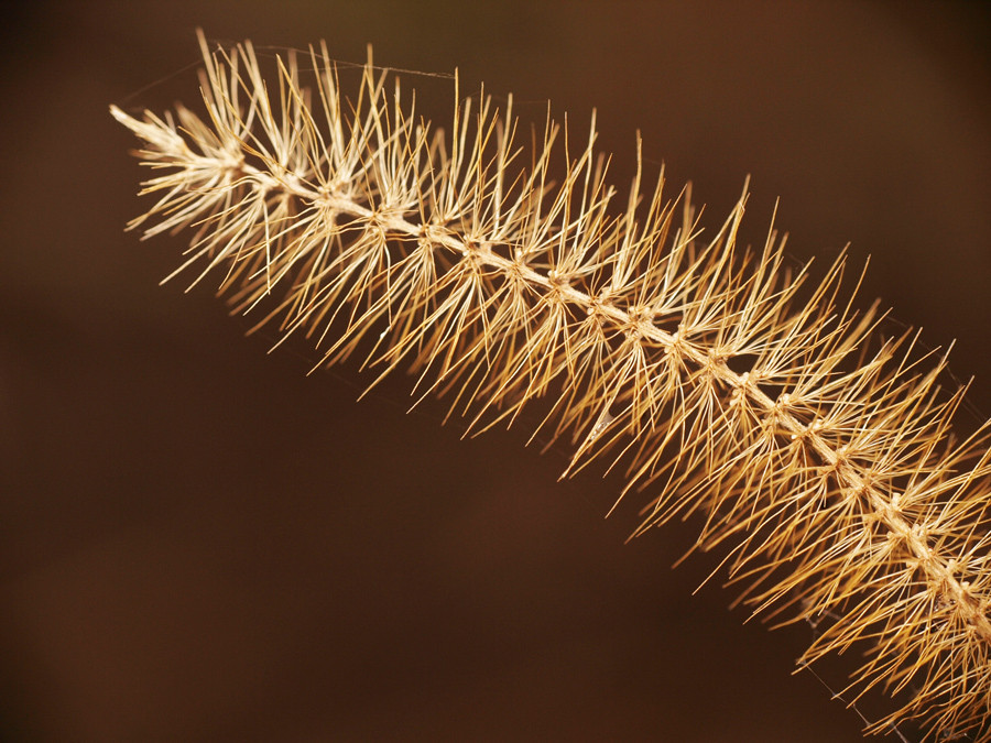 autumn´s grass