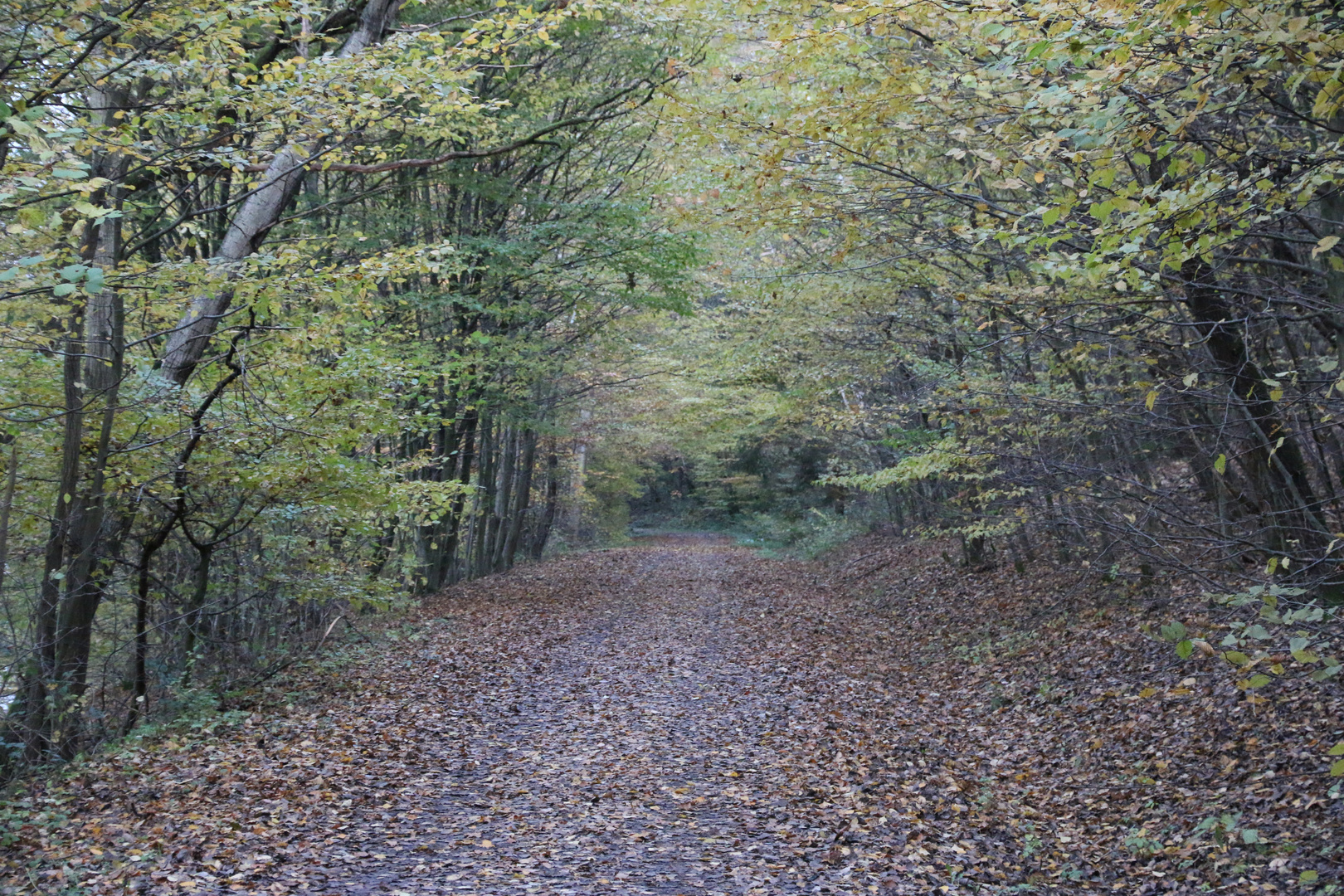 Autumn's Trail