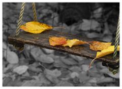 <<autumn>>><<<swings>>