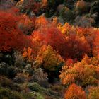 autunno 02