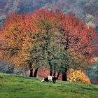 Autunno