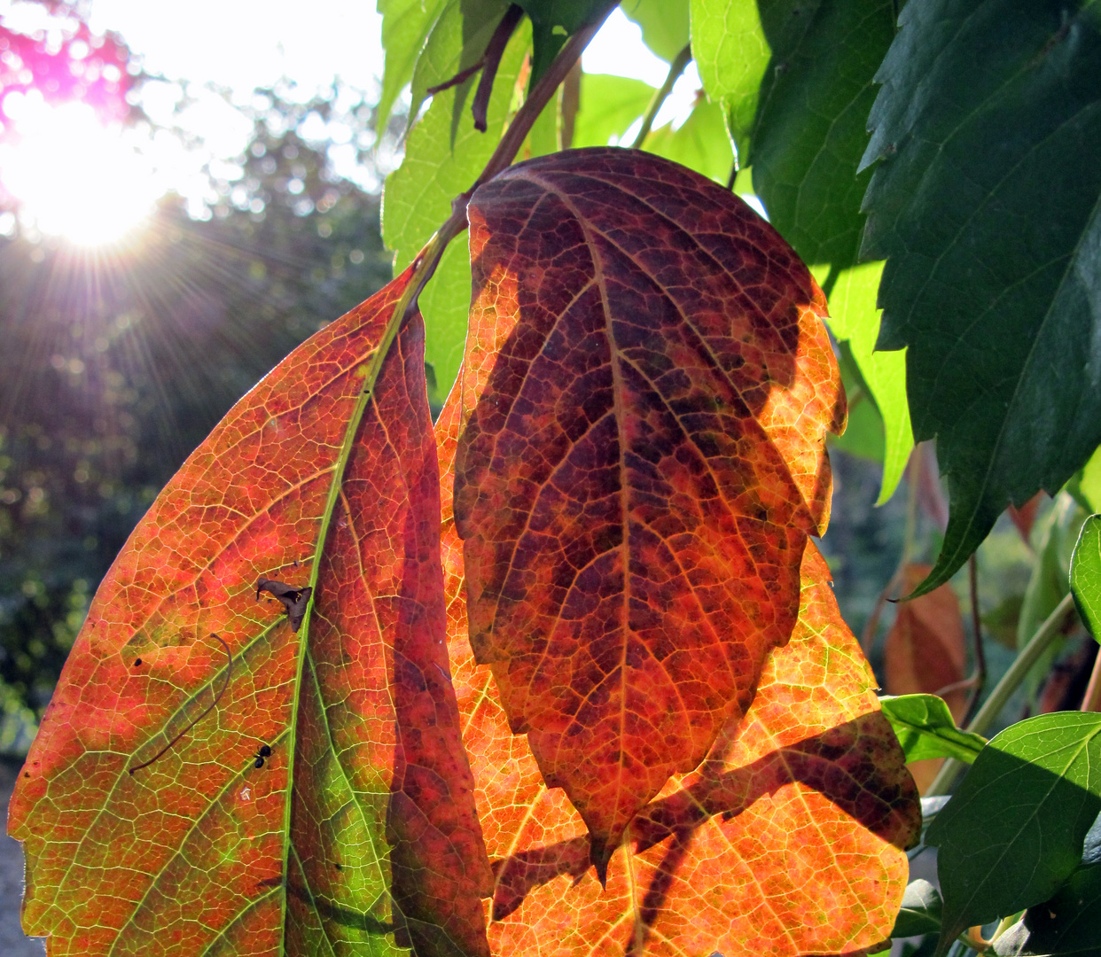 Autunno