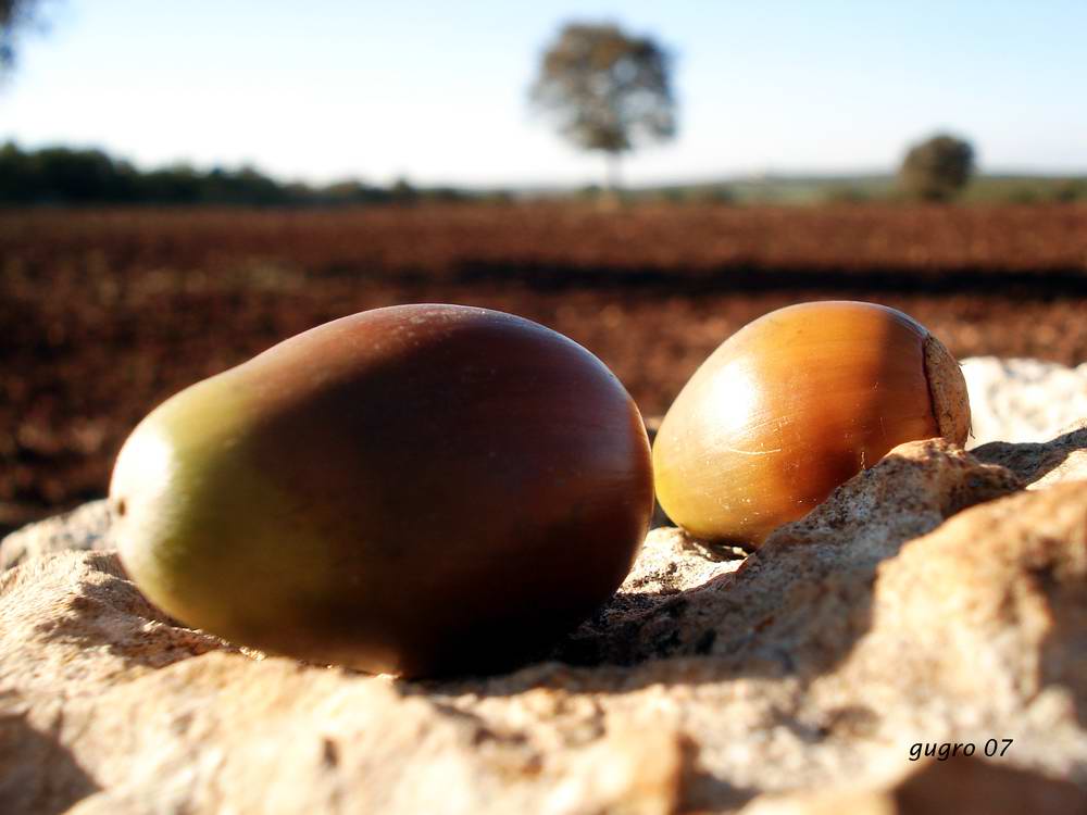 autunno