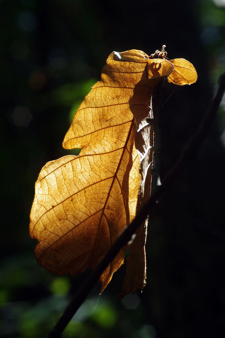 Autunno